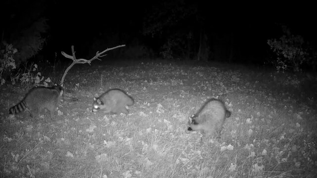 Mama raccoon with three grown kits prowling around on a fall night
