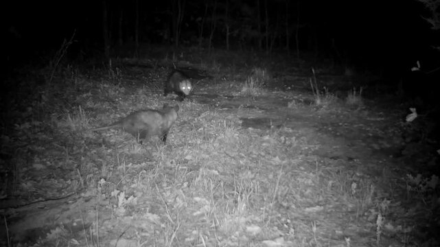 Two Virginia opossums walking near each other on a fall night, both trying to avoid getting too close
