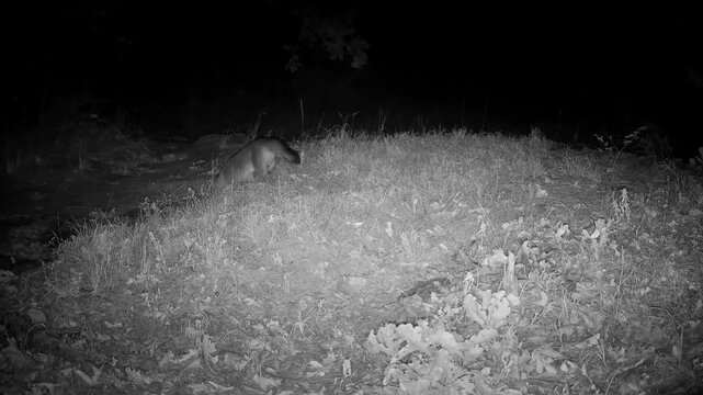 Two gray foxes crossing an opening, one in front and the other hastily following; on a fall night
