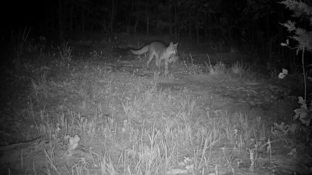 Gray fox carrying prey across an opening in the woods on a fall night