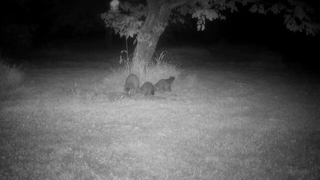 Mama raccoon with three small kits, teaching them to find bird seed in a backyard on a summer night