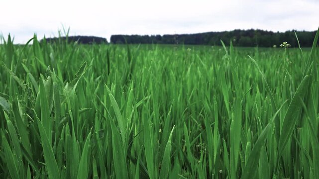 Static shot of a lush green grass field gently swaying in the wind under an overcast, cloudy sky. The foreground close-up captures the natural movement of the vibrant grass blades in the breeze 