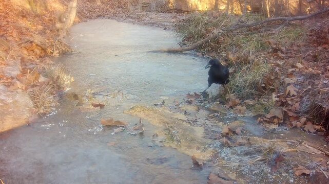 Crow turning over leaves in an open spot of a frozen creek, looking for food, on a cold winter morning