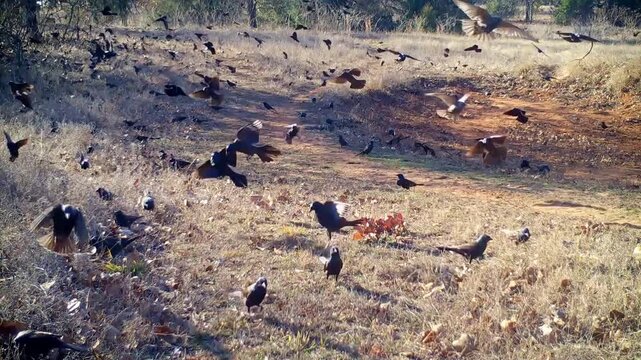 Large flock of Common Grackles, some landing to look for food, most flying by in a never ending cloud of birds; on a winter day