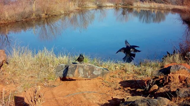 Beautiful, iridescent, Common Grackles coming and going at a pond on a winter afternoon