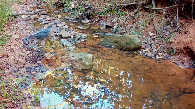 Beautiful Cooper's hawk drinking at a small creek on a fall evening