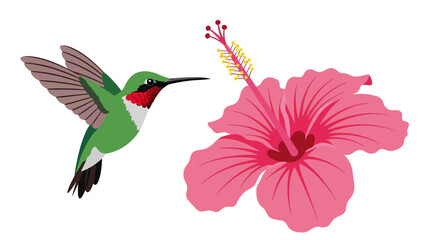 Fototapeta premium Hummingbird flying toward pink hibiscus flower, vector illustration