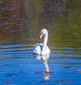 Mute swan in calm water