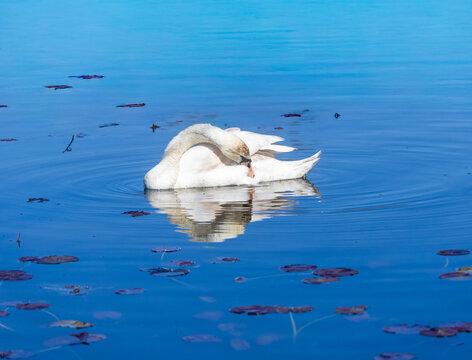 Mute swan cleaning its feathers
