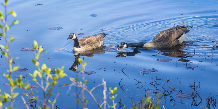 Canada goose honking at another goose