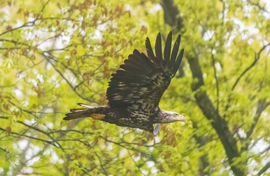 Bald eagle in flight near trees