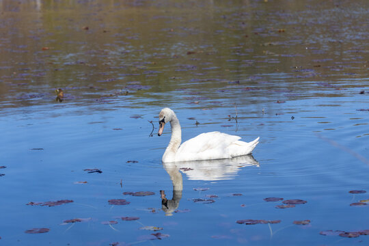 Mute swan swimming in a pond