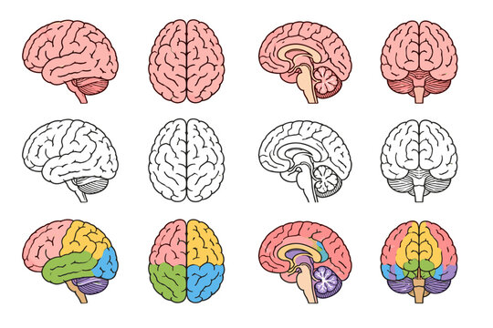 Detailed anatomical illustrations of the human brain from multiple views and color-coded lobes