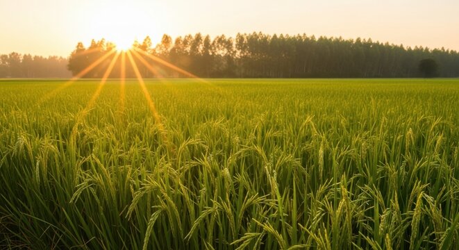 Golden Sunset Over Lush Rice Field, Agriculture and Harvest Scene