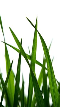Sharp green grass blades reaching upwards against bright white background.