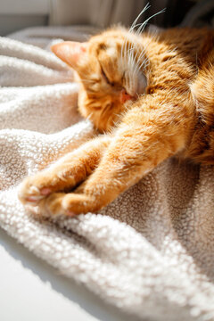 ute orange cat stretching and luxuriating while sleeping at home on a sunny warm day close up. Cozy and comfortable domestic pets life, cat's adoption