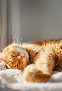 Cute adult orange cat sleeping at home on a sunny warm day close up. Cozy and comfortable domestic pets life, cat's adoption
