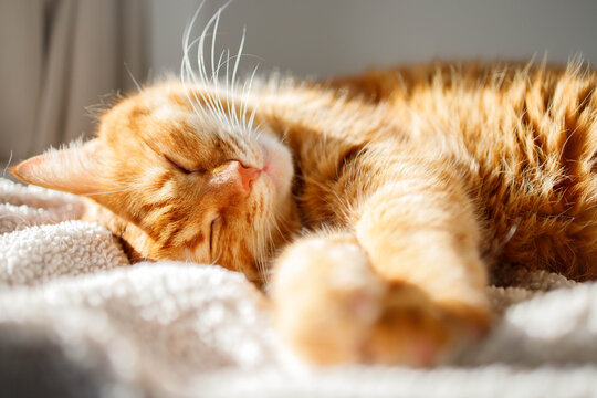 Cute adult ginger cat peacefully sleeping at home on a sunny warm day close up. Cozy and comfortable domestic pets life, cat's adoption