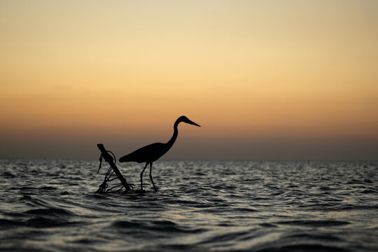 Silhouette of a heron standing in the ocean at sunset in Omadhoo Maldives. Bird profile against an orange sky during golden hour. Coastal wildlife and nature background.