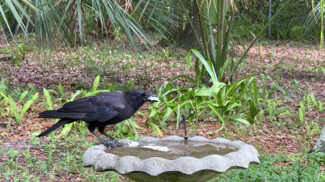 Crow soaking a piece of bread in a bird bath to soften it before eating