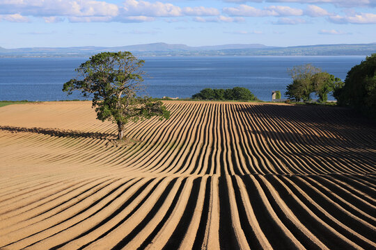 Fairy tree in ploughed field with furrows in Redcastle, County Donegal, Ireland