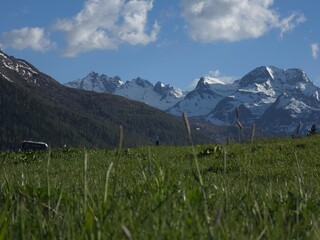 Fototapeta premium alpine meadow in the alps