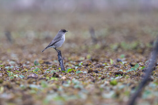 dark-faced ground tyrant (Muscisaxicola maclovianus) perching on a stick in a lake in Buenos Aires, Argentina