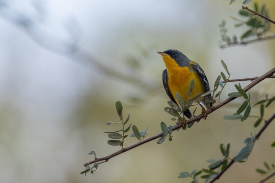 tropical parula (Setophaga pitiayumi), a beautiful warbler, perching in a tree, seen in Buenos Aires, Argentina
