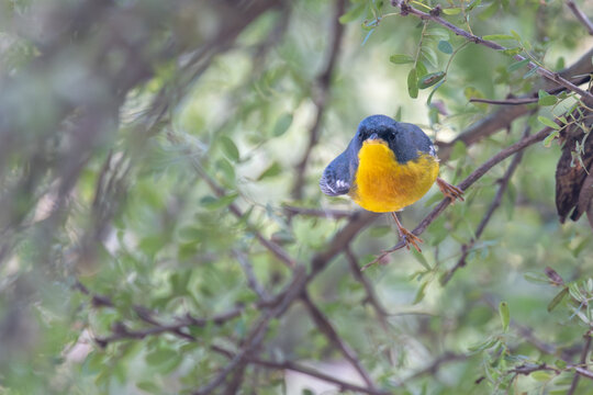 tropical parula (Setophaga pitiayumi), a beautiful warbler, perching in a tree, seen in Buenos Aires, Argentina