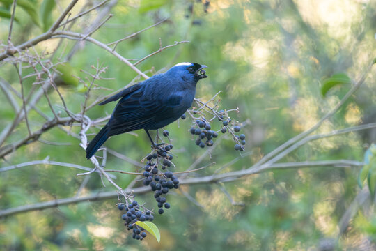 diademed tanager (Stephanophorus diadematus) feeding on the fruit of a Chinese privet (Ligustrum sinense) in the wild, seen in Buenos Aires, Argentina