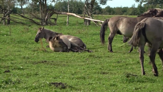 A moving group of semi-wild horses reveals a wallowing mare, Pape Nature Park, Latvia