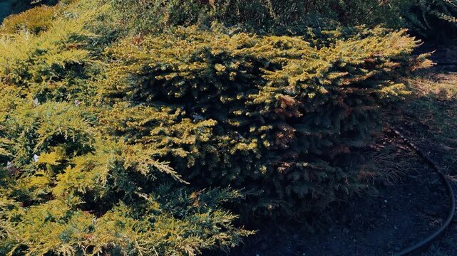Close-up Cossack juniper with buds, sunlit aerial perspective showing dense textured foliage and golden highlights, summer park