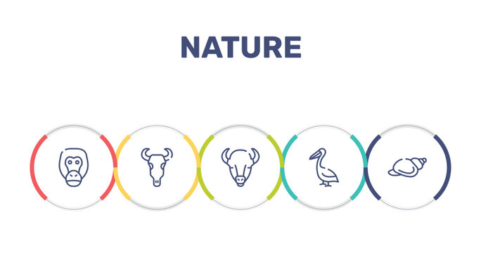 nature outline icon set featuring orangutan, bull skull, bison, pelican icons.