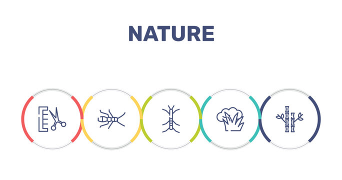 nature outline icon set featuring groomer, earwig, stick insect, bush icons.
