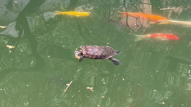 red eared slider turtle swimming with koi carp in green pond water, freshwater animals in calm reflective habitat, concept of wildlife, ecology, aquaculture