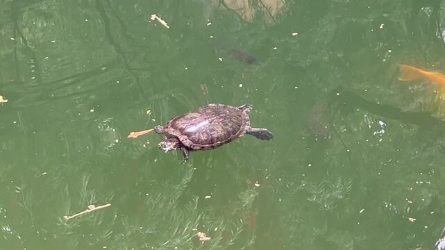 Red eared slider turtle swimming in green pond water, freshwater reptile gliding through calm reflective habitat, concept of wildlife, ecology, zoology