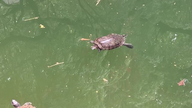 Two red eared slider turtles swimming in green pond water, freshwater reptiles in calm natural habitat, concept of wildlife, ecology, zoology