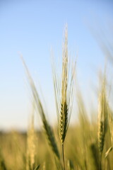 Naklejka premium field of wheat
