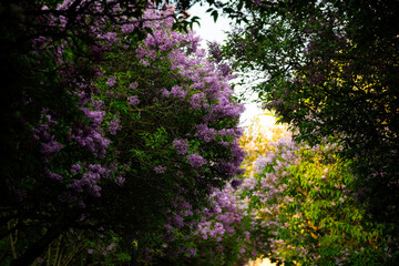 Obraz premium Blooming purple lilac in the sunny spring garden 