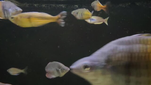 Boesemans rainbowfish Melanotaenia boesemani swimming among aquatic plants and driftwood in freshwater aquarium. Tropical ornamental fish photographed underwater in artificial aquatic habitat.