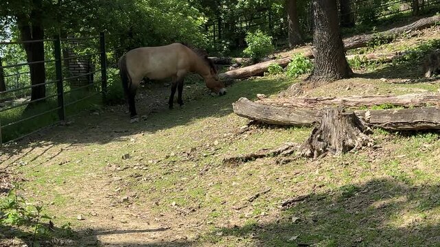 Przewalski horse Equus ferus przewalskii grazing on dry ground inside woodland habitat with trees and natural vegetation. Endangered wild horse species photographed outdoors in sunny forest environmen
