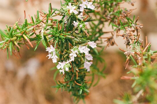 Salvia rosmarinus &lsquo;Lockwood de Forest&rsquo; (Rosmarinus officinalis &lsquo;Prostratus&rsquo;) - Trailing Rosemary

