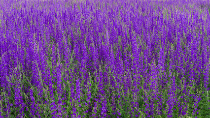 Obraz premium A field of vibrant, densely growing purple heather flowers—perfect for use as a background—that captures the vitality of nature.