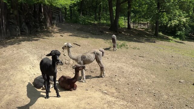 Domestic alpacas Vicugna pacos resting and standing on sandy ground in woodland enclosure with trees and dry vegetation. South American camelid mammals outdoors in sunny natural habitat.