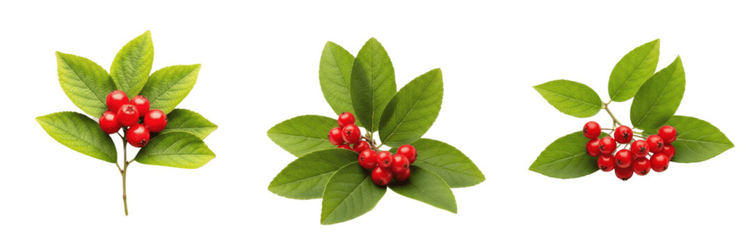 Set and collection of fresh organic green plant branch with ripe red coffee berries or herbal botanical medicine ingredients isolated on white transparent png background