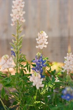 Lupinus texensis - Texas Bluebonnets with White Blooms
