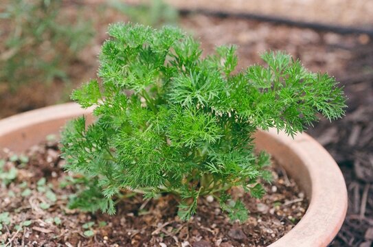 Petroselinum crispum var. neapolitanum &lsquo;Green Dream&rsquo; - Italian Parsley
