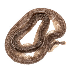 Obraz premium Snake skin shed isolated on transparency background.