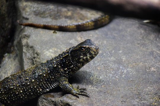 lizard on the rock
