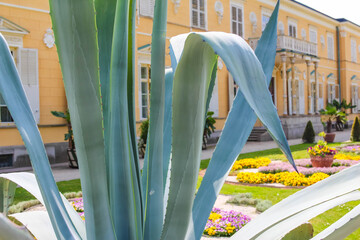 Warsaw, Poland,May 24, 2026. A close up graphic view focuses on the thick spiky blue green leaves of an exotic agave plant at Wilanow Palace. High quality photograph © ULYANA_1995
